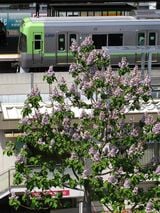 桐の花が咲く高井戸駅（撮影：南正時）