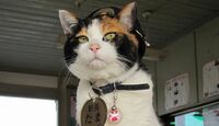 駅長たまが愛されるのは当然の理由があった 素朴な三毛猫をスターに変えた和歌山電鐵