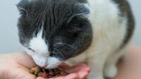 軽視する飼い主は危ない｢ペット太りすぎ問題｣ ペットの肥満率が年々上昇している