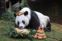 中国福建省の｢世界最高齢パンダ｣が37歳に