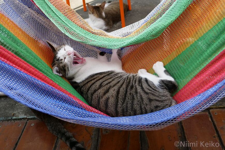 動くと揺れるところが面白くて、気に入っている（香港・ランタオ島にて／写真：新美敬子）