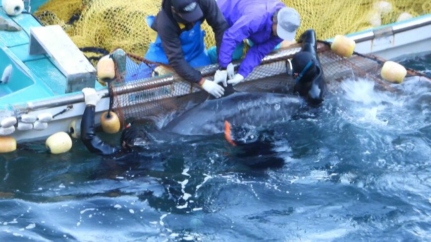 2021年12月2日、捕獲されるハナゴンドウ（＠Life Investigation Agency/Dolphin Project）