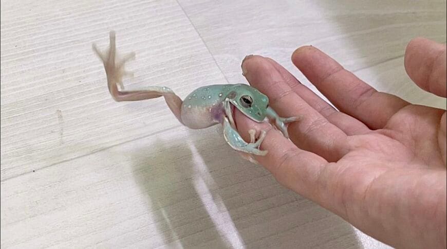 （写真提供：ぴよさん）