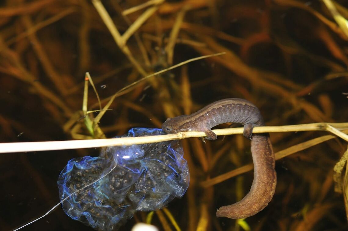 ヨシに抱き着くキタサンショウウオのオス。左側はメスが産み付けた卵のう。光をあてると青白く輝き、「湿原のサファイア」と呼ばれる（写真：NPO法人・環境把握推進ネットワークPEG理事長の照井滋晴さん撮影）