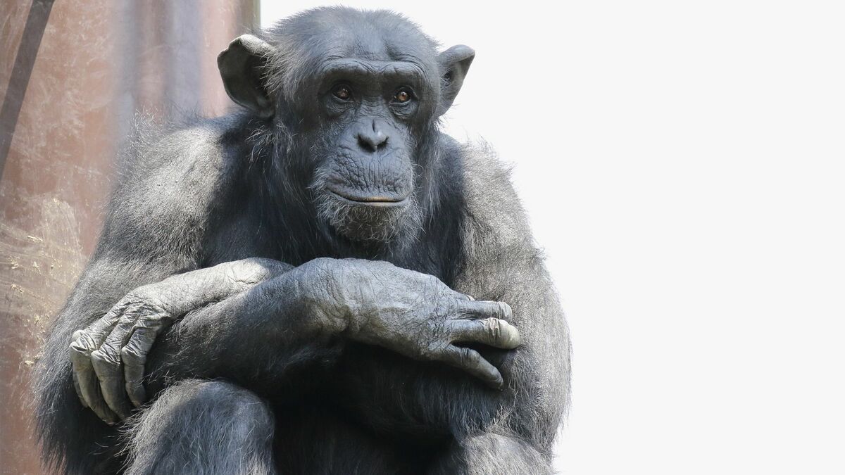 努力しても猿は人間にならない｢進化の大誤解｣ | リーダーシップ・教養・資格・スキル | 東洋経済オンライン