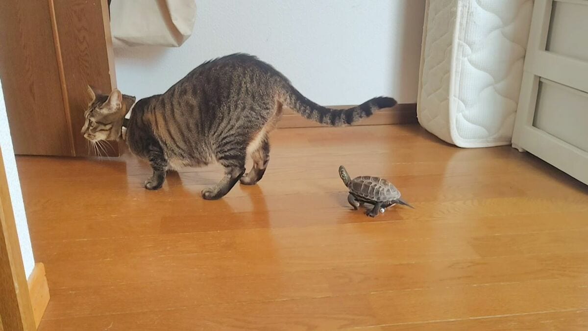 200万再生】猫を追いかける亀を｢指スケボー｣に乗せてみた