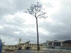 陸前高田市の「奇跡の一本松」