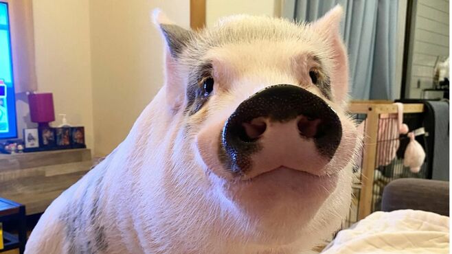 マイクロブタを飼い始めた夫婦に訪れた心境変化