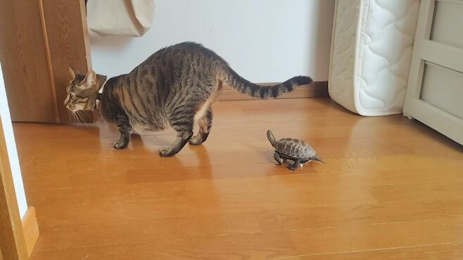 猫を追いかける亀を｢指スケボー｣に乗せてみた