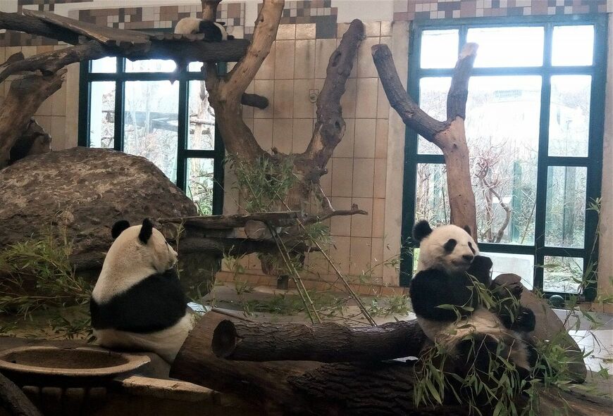 母子3頭（中央の木の上に1頭いる）。オーストリアで生まれた双子のフーフェン（福鳳）とフーバン（福伴）は、2歳の2018年12月に中国へ移住した（写真：2018年1月筆者撮影）