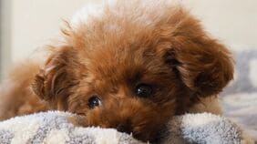 ｢歯石除去中に急死｣なぜ愛犬は死んだのか？　飼い主が執念の"弁護士なし"の本人訴訟で突き止めた《信じられない真実》