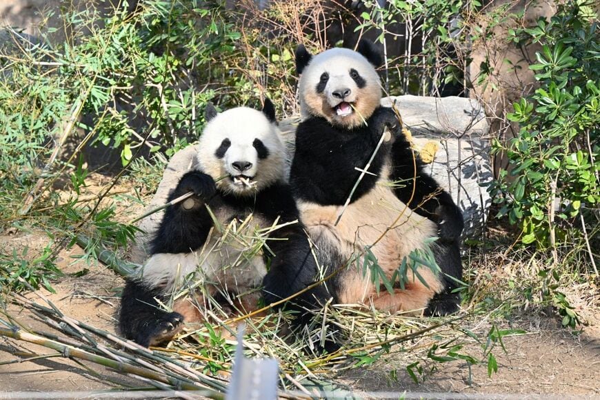 シャオシャオ、レイレイ。2024年1月19日撮影（写真：高氏さん提供）