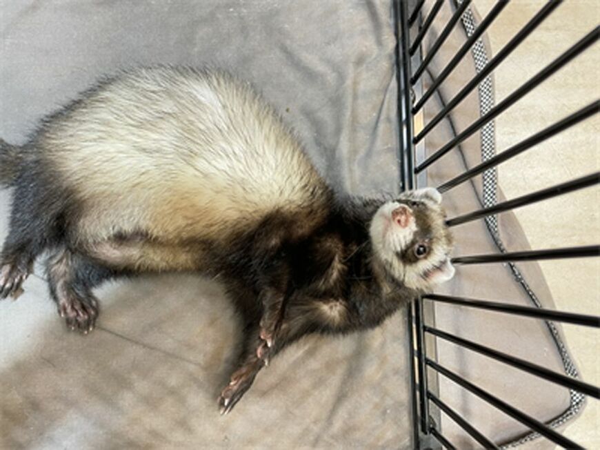 （写真提供：フェレットワールド）