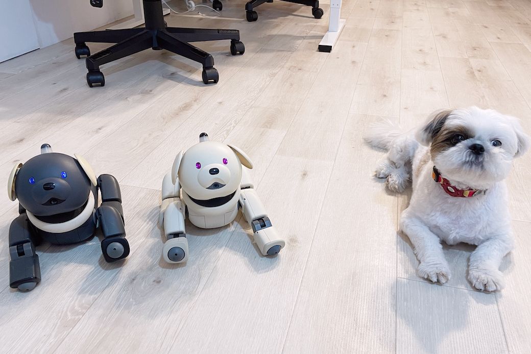 日本聴導犬協会からお預かりした候補犬いずみくん（2歳）と、わが家の旧型AIBO。ロボットと社会化訓練できるのは、わが家ならではかもしれません（筆者撮影）