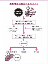 糖質が脂肪に変換されるメカニズム