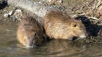 父が狩る｢大ネズミ｣の唐揚げを食べる家族の日常