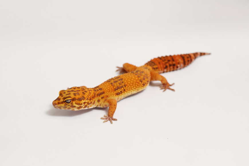 ヒョウモントカゲモドキ（サンスポット）①（撮影：尾形文繁／撮影協力：LUCK UP Reptiles）