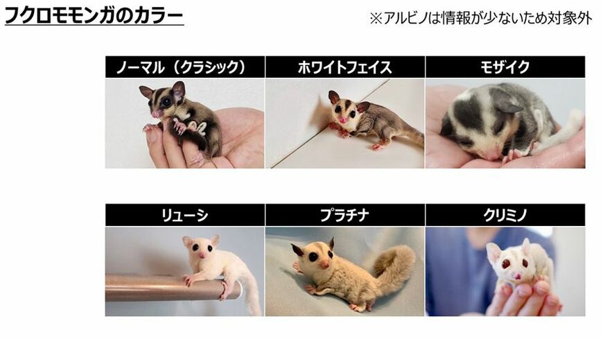 ブログ内でメンデルの遺伝の法則によってフクロモモンガのカラーを解説するひろさん。飼育にもエビデンスを重視している（写真提供：ひろさん）