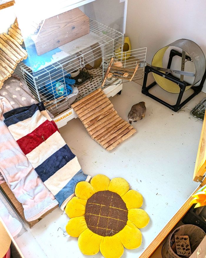 まる子さんのプレーリードッグスペース。右奥には運動のための回し車、砂浴びのための器がある（写真提供：まる子さん）