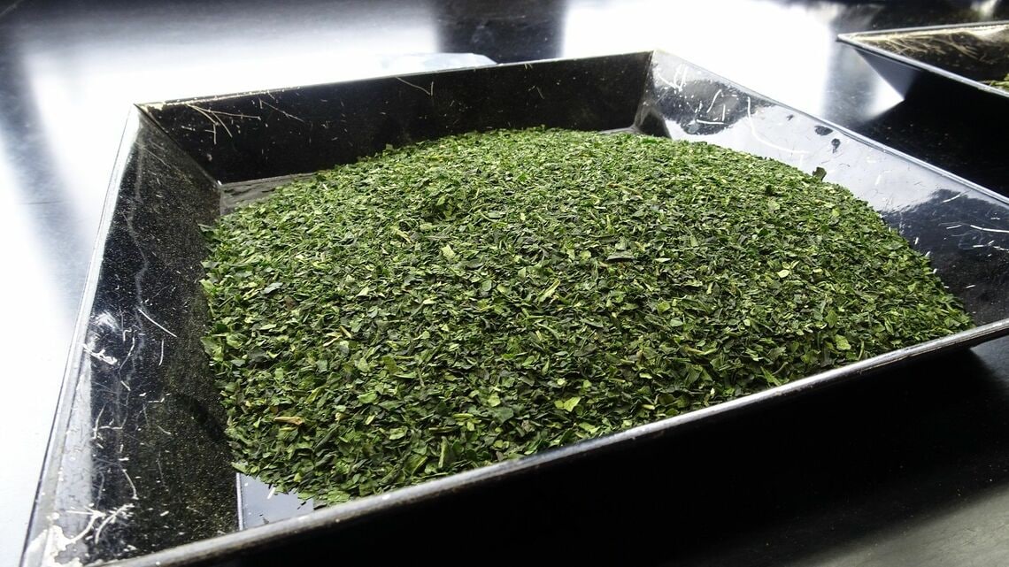 最も品質が良いとされる一番茶の「てん茶」。高級抹茶などの原料となる（写真：編集部撮影）