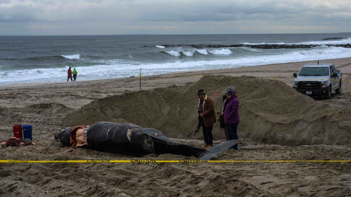 昨年の12月以降、23頭のクジラがアメリカ東海岸に座礁している(写真:Andrew Seng/The New York Times)