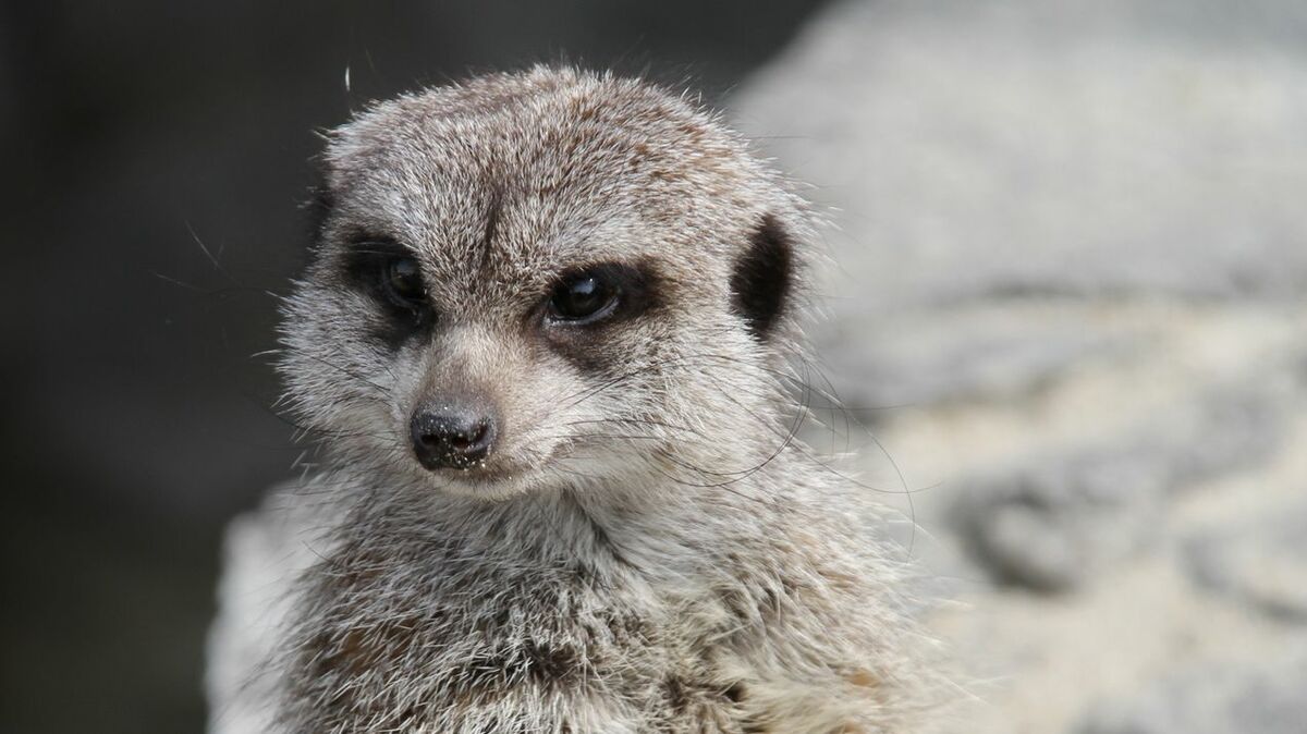 動物園で相次いだリスザル･ミーアキャットの突然死…｢10月なのに熱中症｣｢7月なのに熱中症じゃない｣に潜む"季節の罠" | ライフ | 東洋経済オンライン