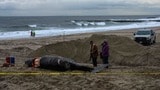 昨年の12月以降、23頭のクジラがアメリカ東海岸に座礁している（写真：Andrew Seng／The New York Times）