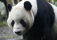 イギリスで｢パンダのふん｣を詳細分析へ 謎めいた食性の解明目指す