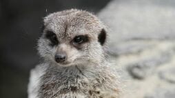 動物園で相次いだリスザル･ミーアキャットの突然死…｢10月なのに熱中症｣｢7月なのに熱中症じゃない｣に潜む"季節の罠"