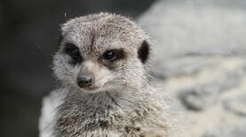 動物園で相次いだリスザル･ミーアキャットの突然死…｢10月なのに熱中症｣｢7月なのに熱中症じゃない｣に潜む"季節の罠"