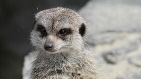 動物園で相次いだリスザル･ミーアキャットの突然死…｢10月なのに熱中症｣｢7月なのに熱中症じゃない｣に潜む"季節の罠"