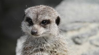 動物園で相次いだリスザル･ミーアキャットの突然死…｢10月なのに熱中症｣｢7月なのに熱中症じゃない｣に潜む"季節の罠"