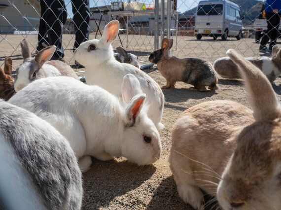 ごかつら池どうぶつパーク