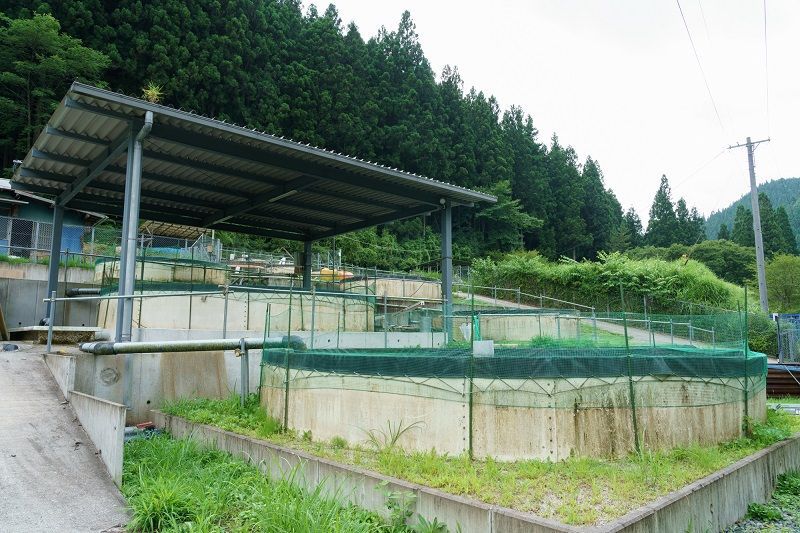 山頂から流れてくる川の源流を利用した養殖場（筆者撮影）