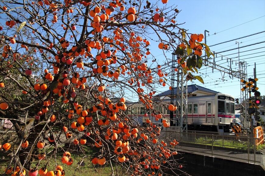 冬の百草園付近を走る7000系（撮影：南正時）