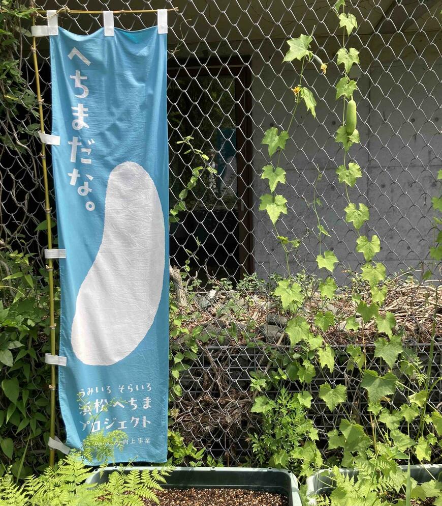 ヘチマ
