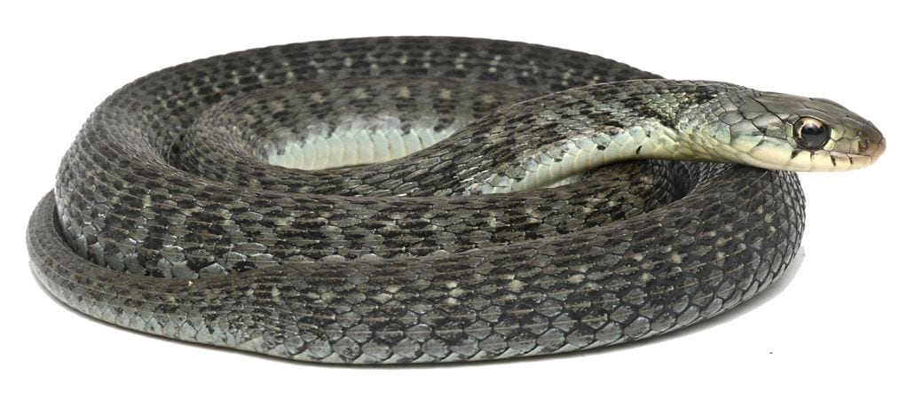 愛媛県のヤマカガシの一例