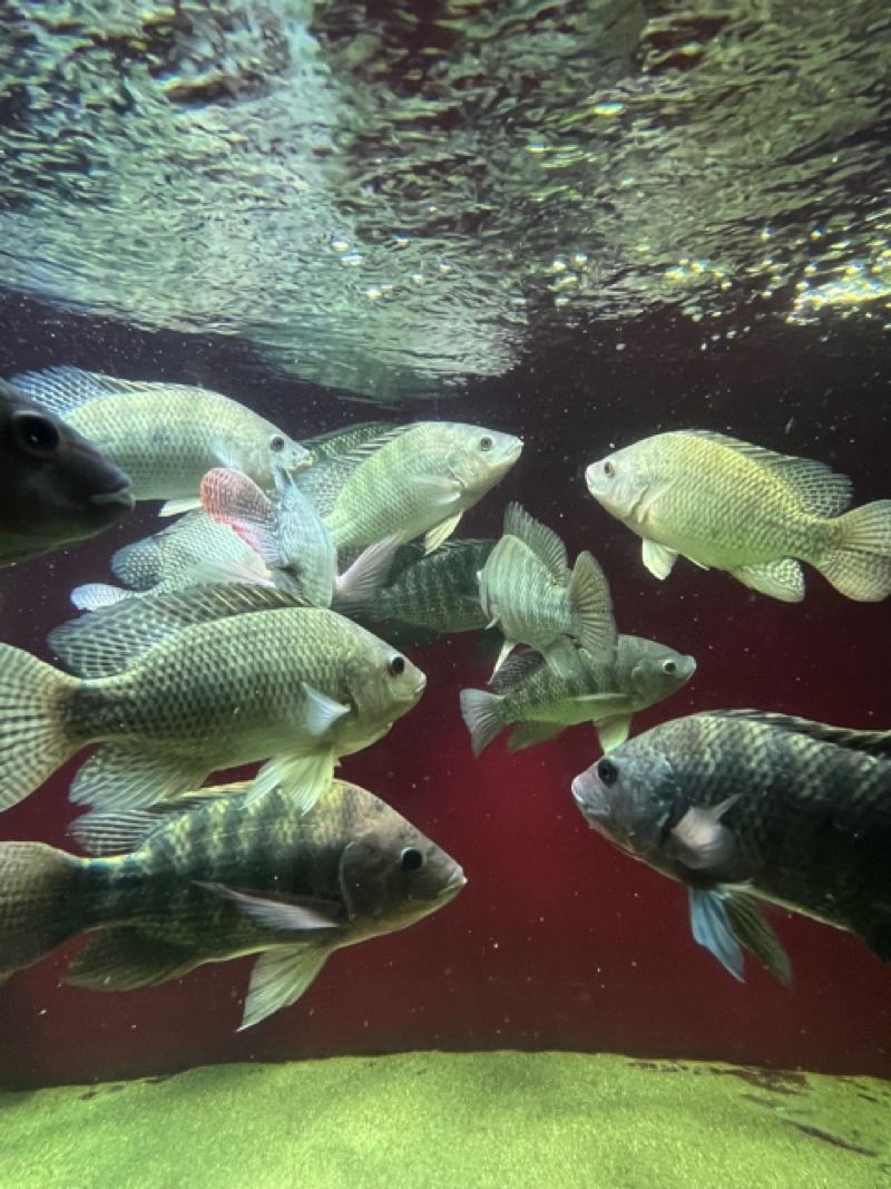 養殖される魚（画像：株式会社アクポニ）