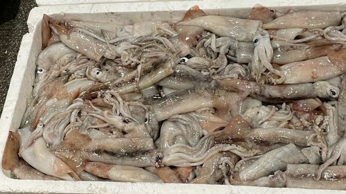 スルメイカ休漁騒動で露呈した日本漁業の杜撰 | 食品 | 東洋経済オンライン