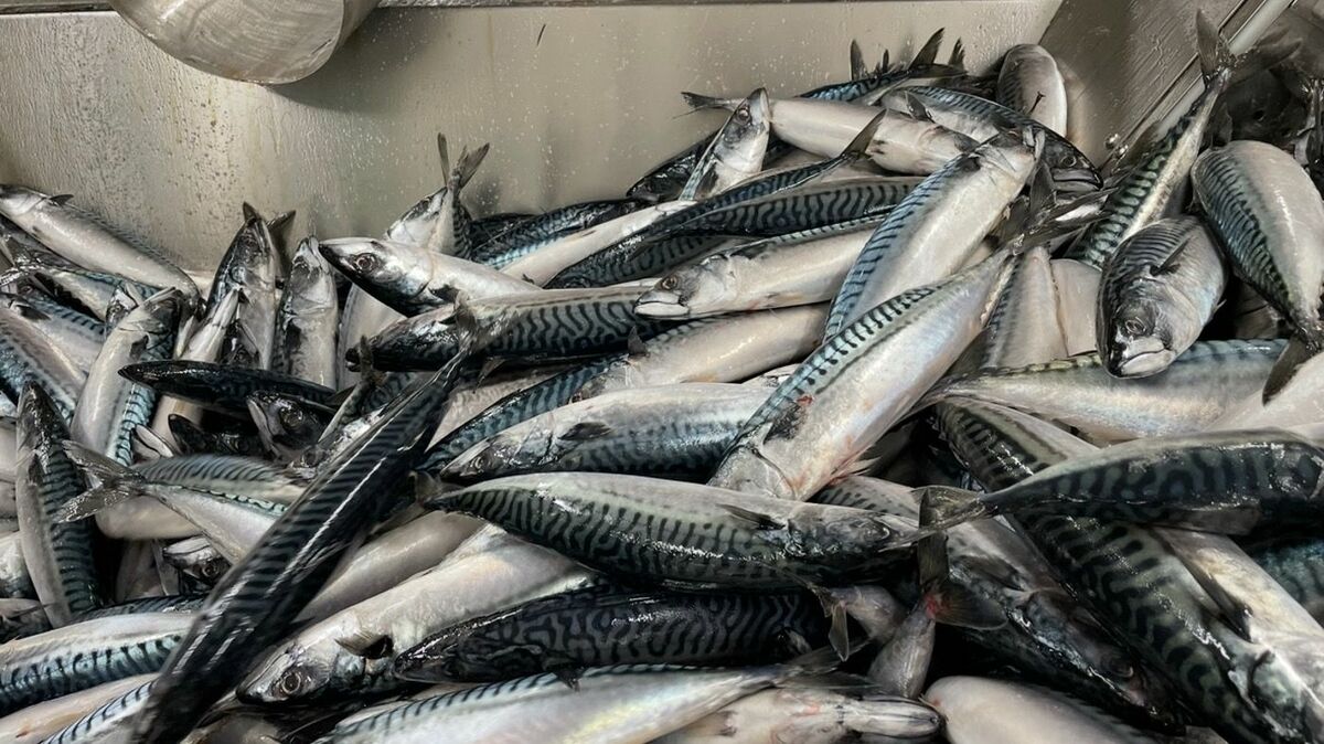 庶民の魚だったサバの高騰が止まらない納得理由 | 食品 | 東洋経済オンライン