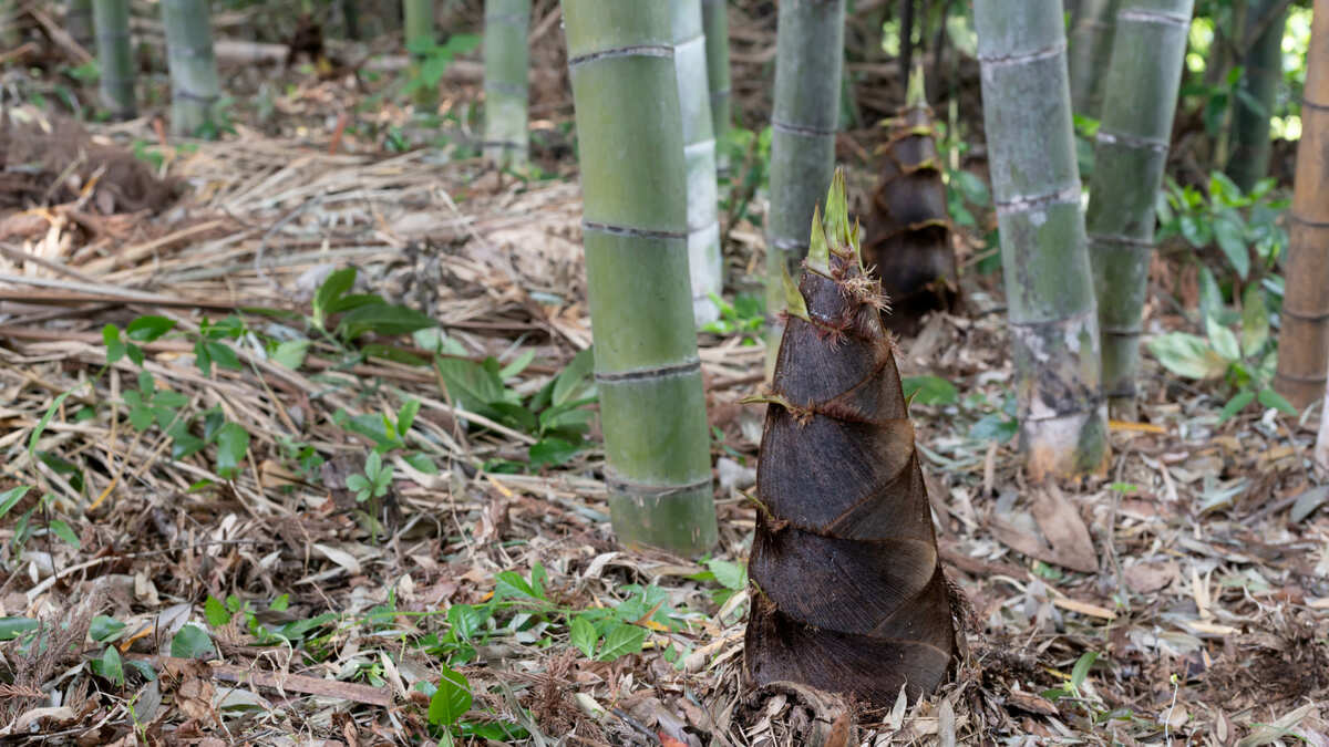 小さい頃の夢｢タケノコの山｣を手にした男の野望 ｢好きなだけ採ってい