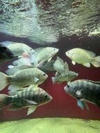 養殖される魚