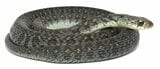 愛媛県のヤマカガシの一例