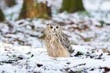 雪の中のガルー（写真提供：ゲンさん）