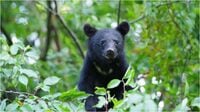 クマに襲われ反撃…生き残った男性の"一部始終" 被害人数が最多となる中､知っておきたいこと
