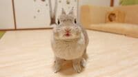 人気"ウサギ飼育系YouTuber"､溺愛の日常