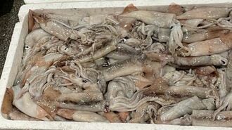 スルメイカ休漁騒動で露呈した日本漁業の杜撰