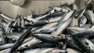 庶民の魚だったサバの高騰が止まらない納得理由