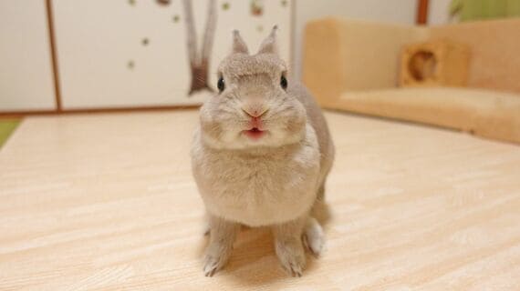 ネザーランドドワーフのぽぽちゃん