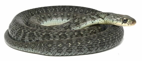 愛媛県のヤマカガシの一例